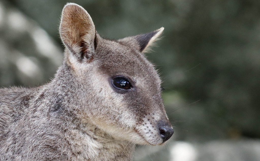 Mareeba Rock Wallaby
