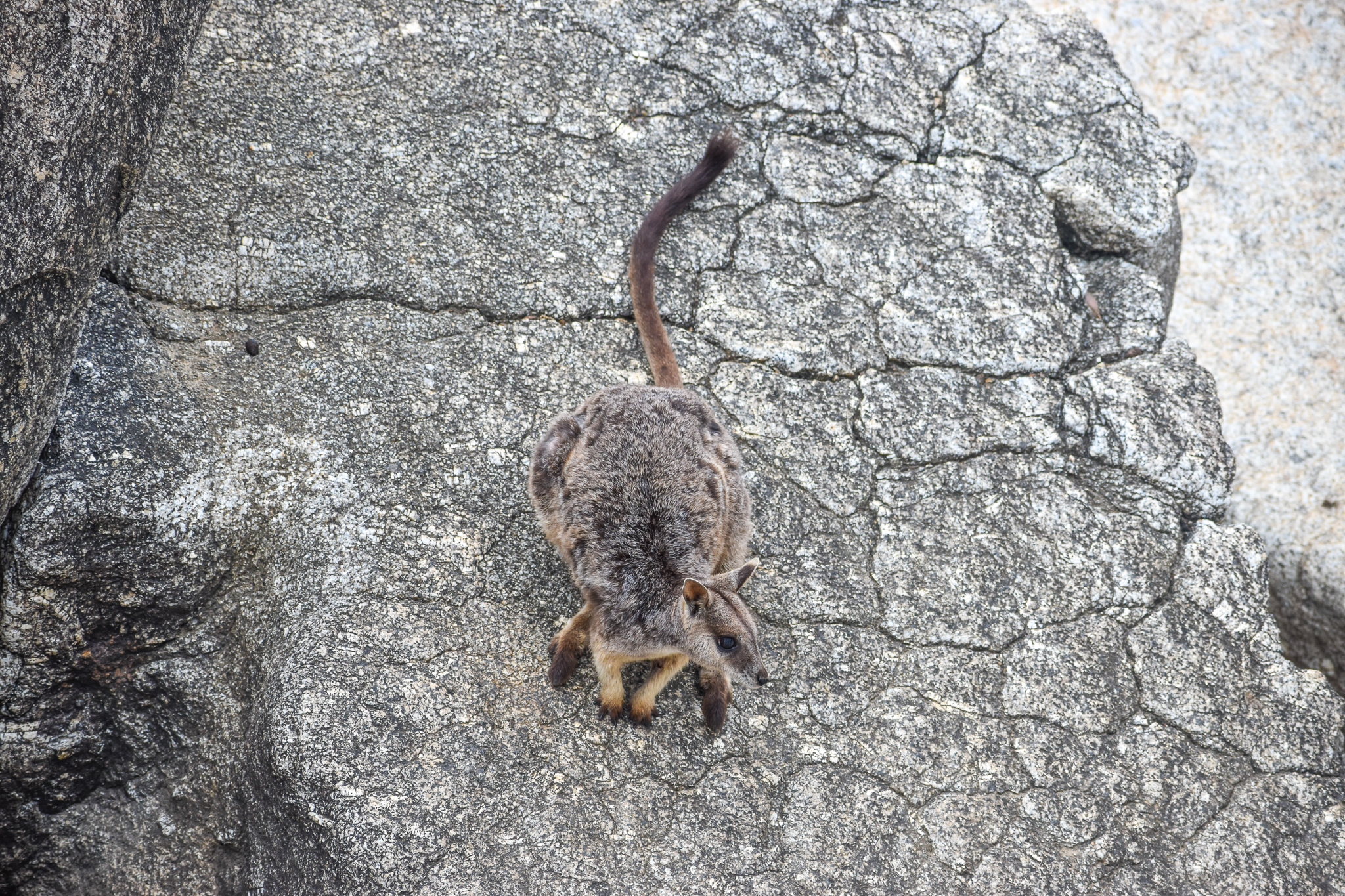 Mareeba Rock-Wallaby