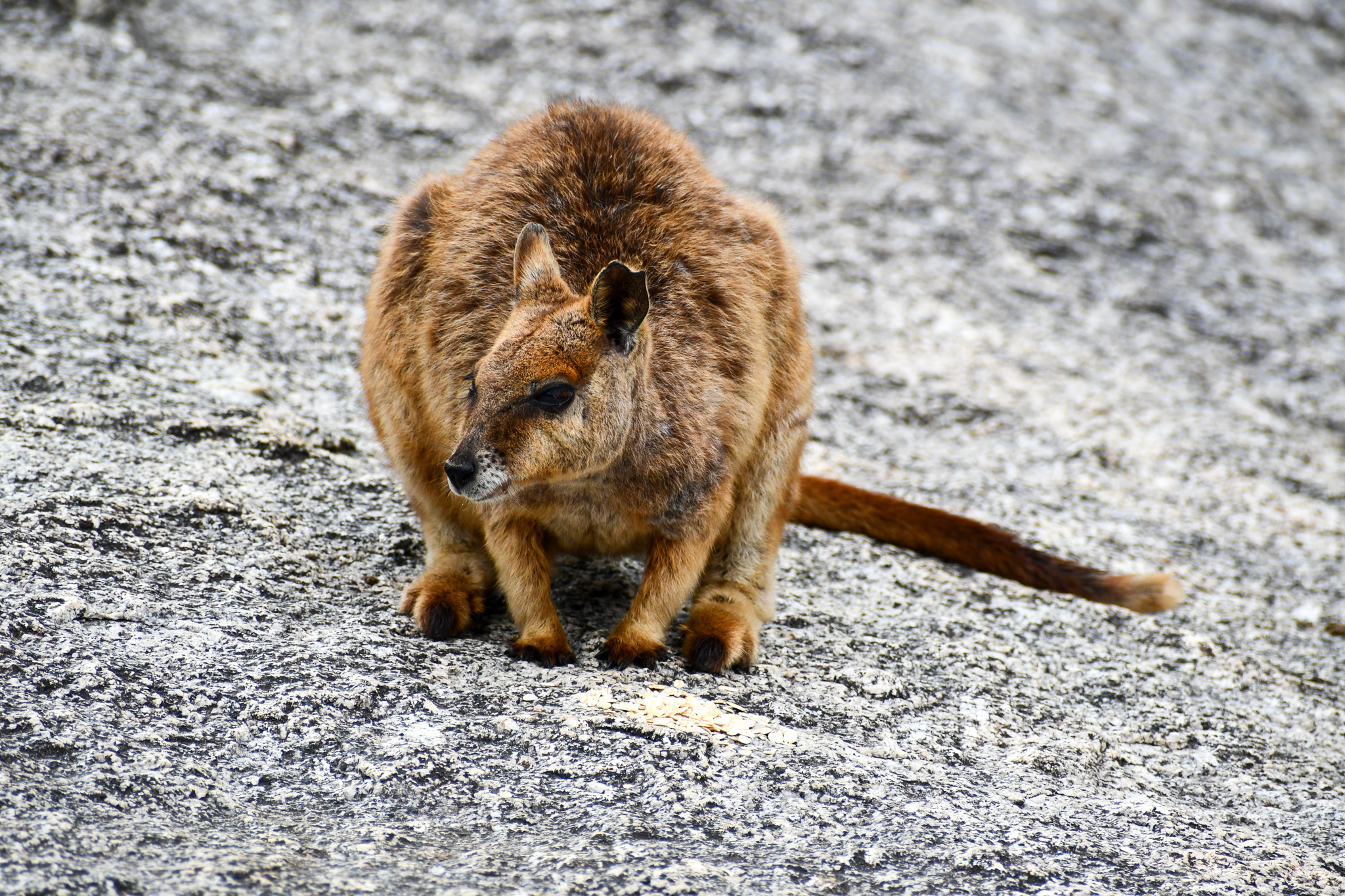 Mareeba Rock-Wallaby