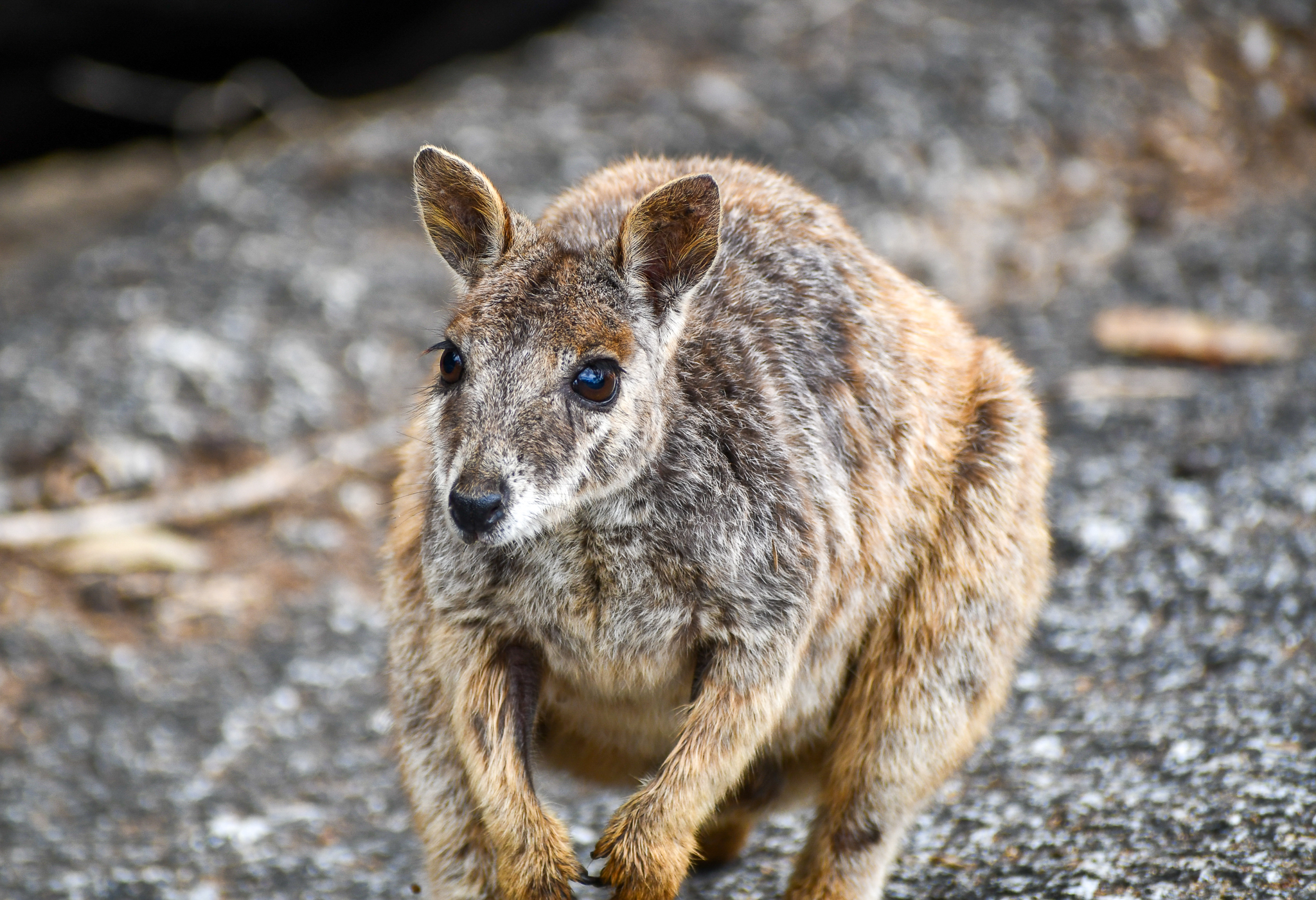 Mareeba Rock-Wallaby