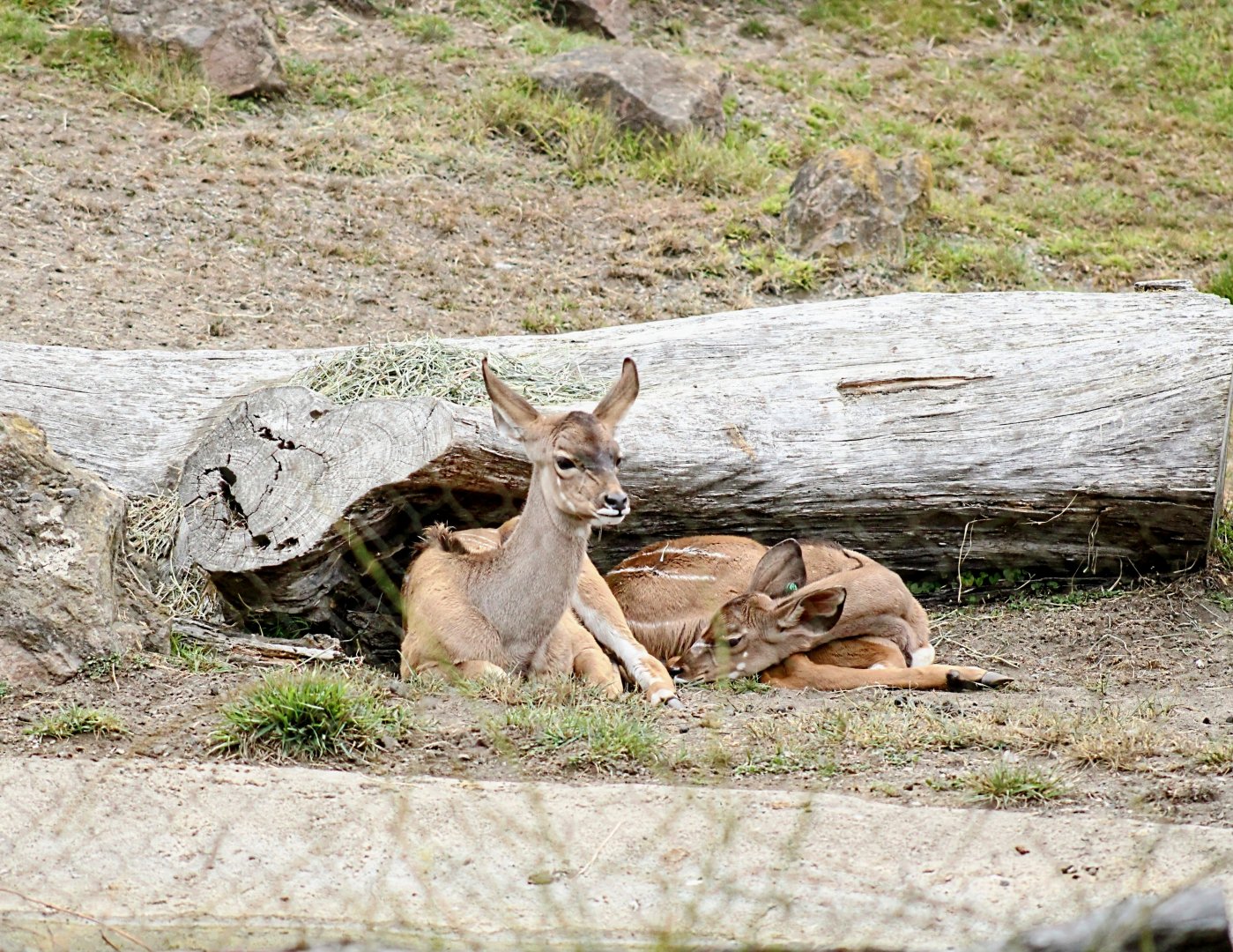 "Margaret" and the June Calf (08/24/2022)