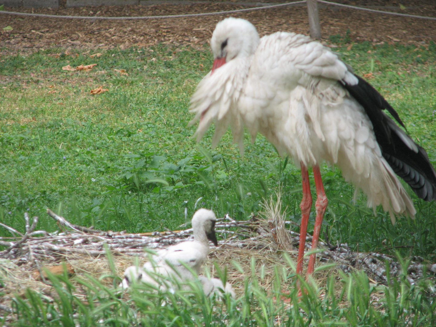 Margaret Island Mini Zoo, Budapest - an adult and a juvenile White stork