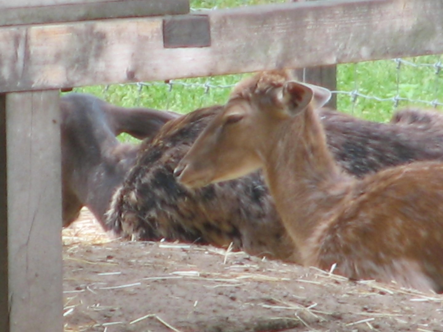 Margaret Island Mini Zoo, Budapest - Fallow deer