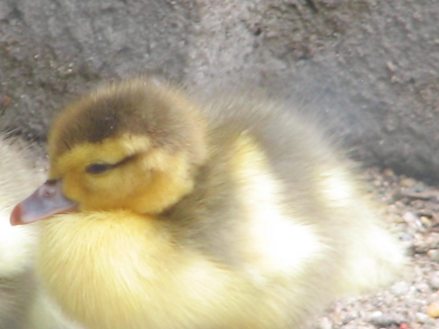 Margaret Island Mini Zoo, Budapest - Muscovy duckling?