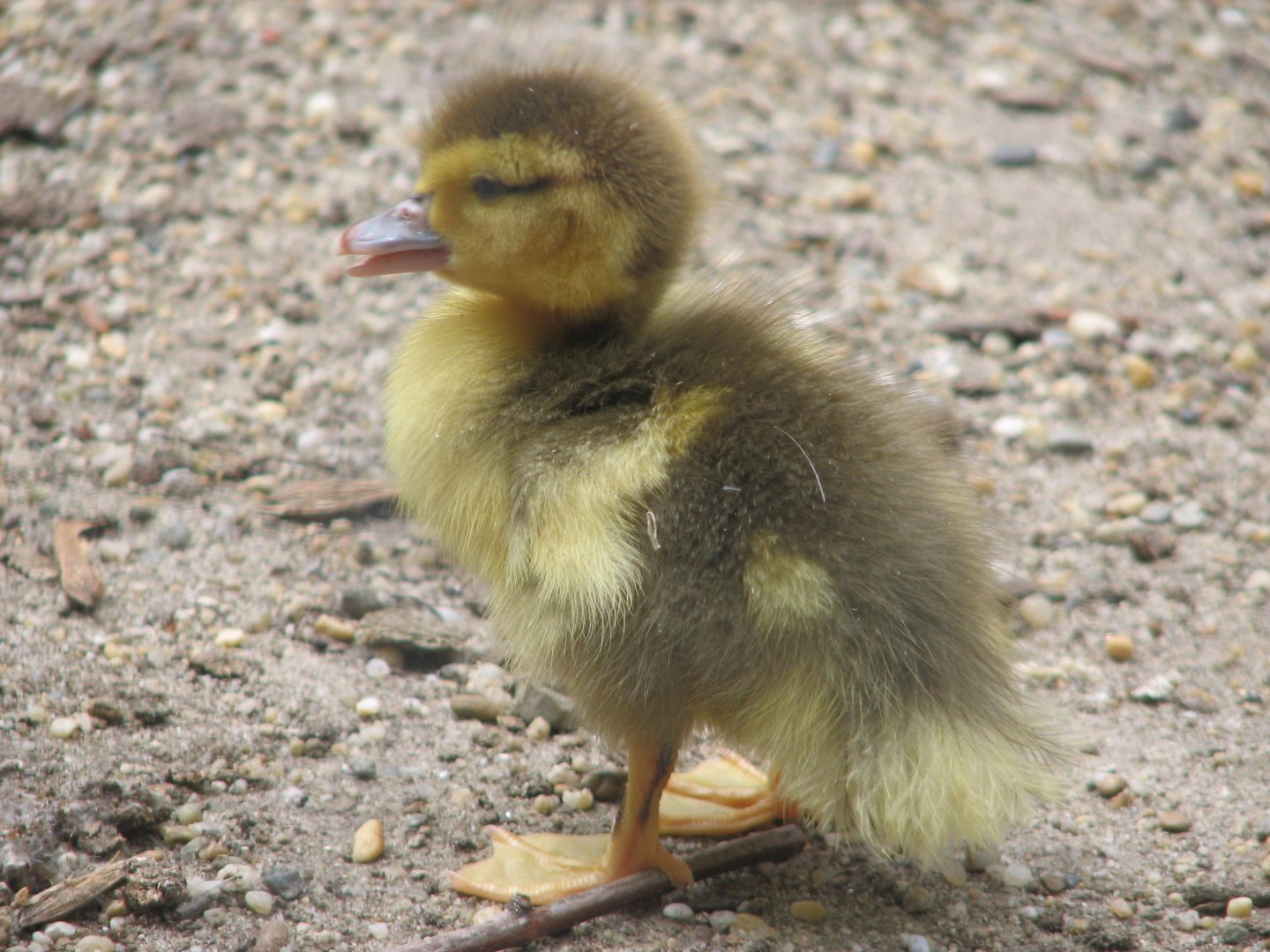 Margaret Island Mini Zoo, Budapest - Muscovy duckling?