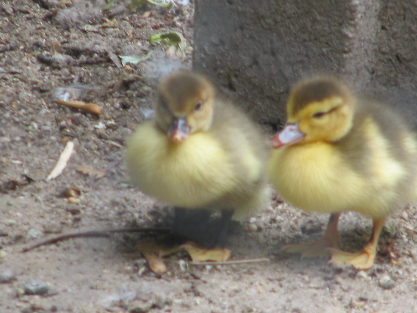 Margaret Island Mini Zoo, Budapest - Muscovy ducklings?