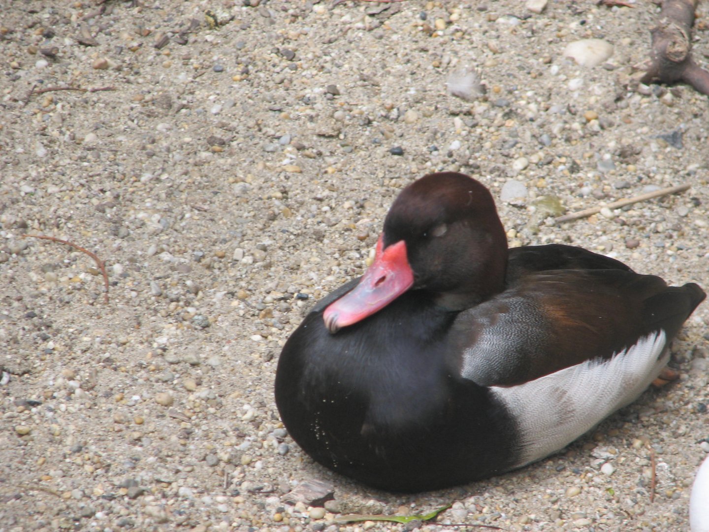 Margaret Island Mini Zoo, Budapest - Peposaca teal