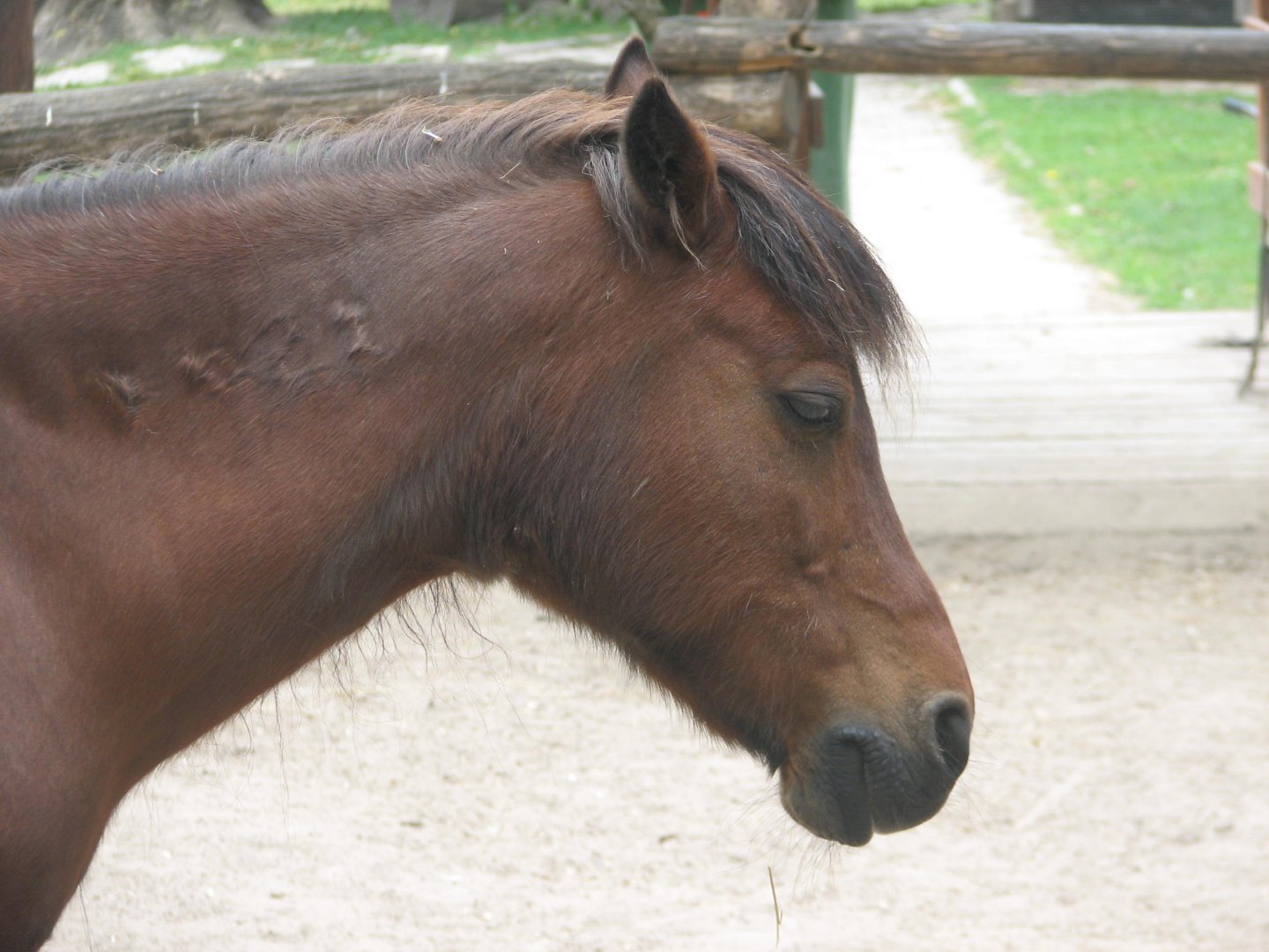 Margaret Island Mini Zoo, Budapest - Pony portrait