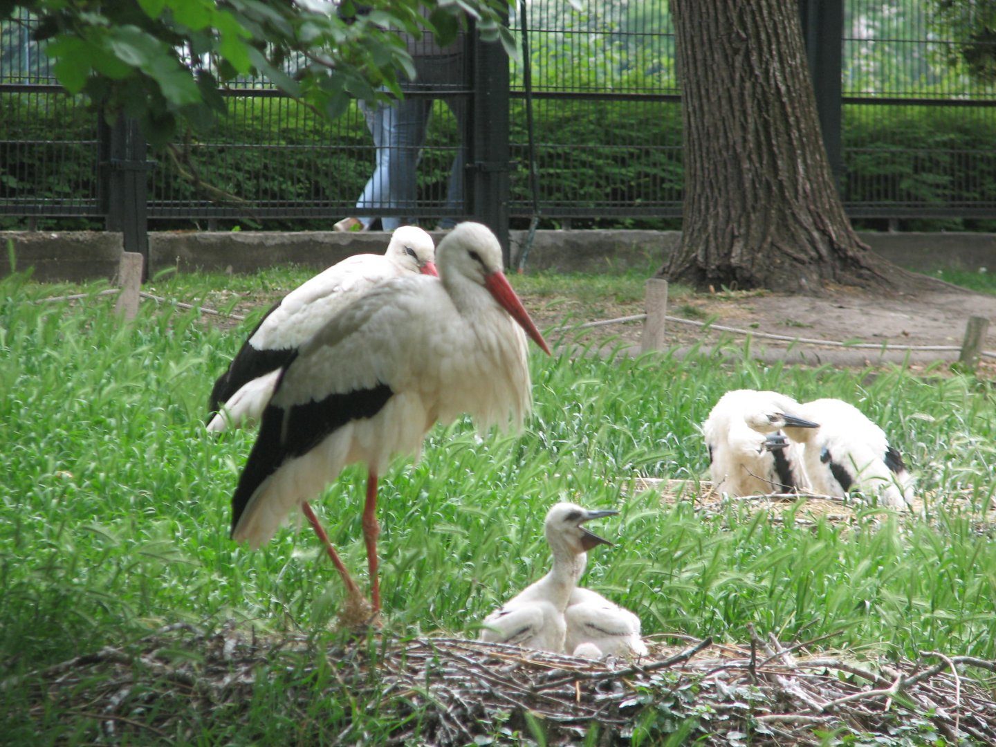 Margaret Island Mini Zoo, Budapest - White stork family