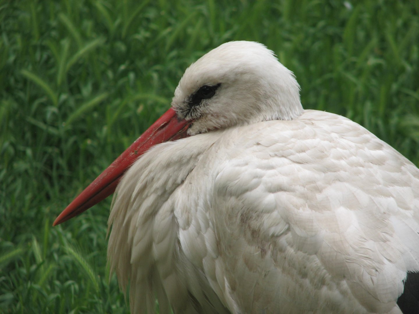 Margaret Island Mini Zoo, Budapest - White stork portrait