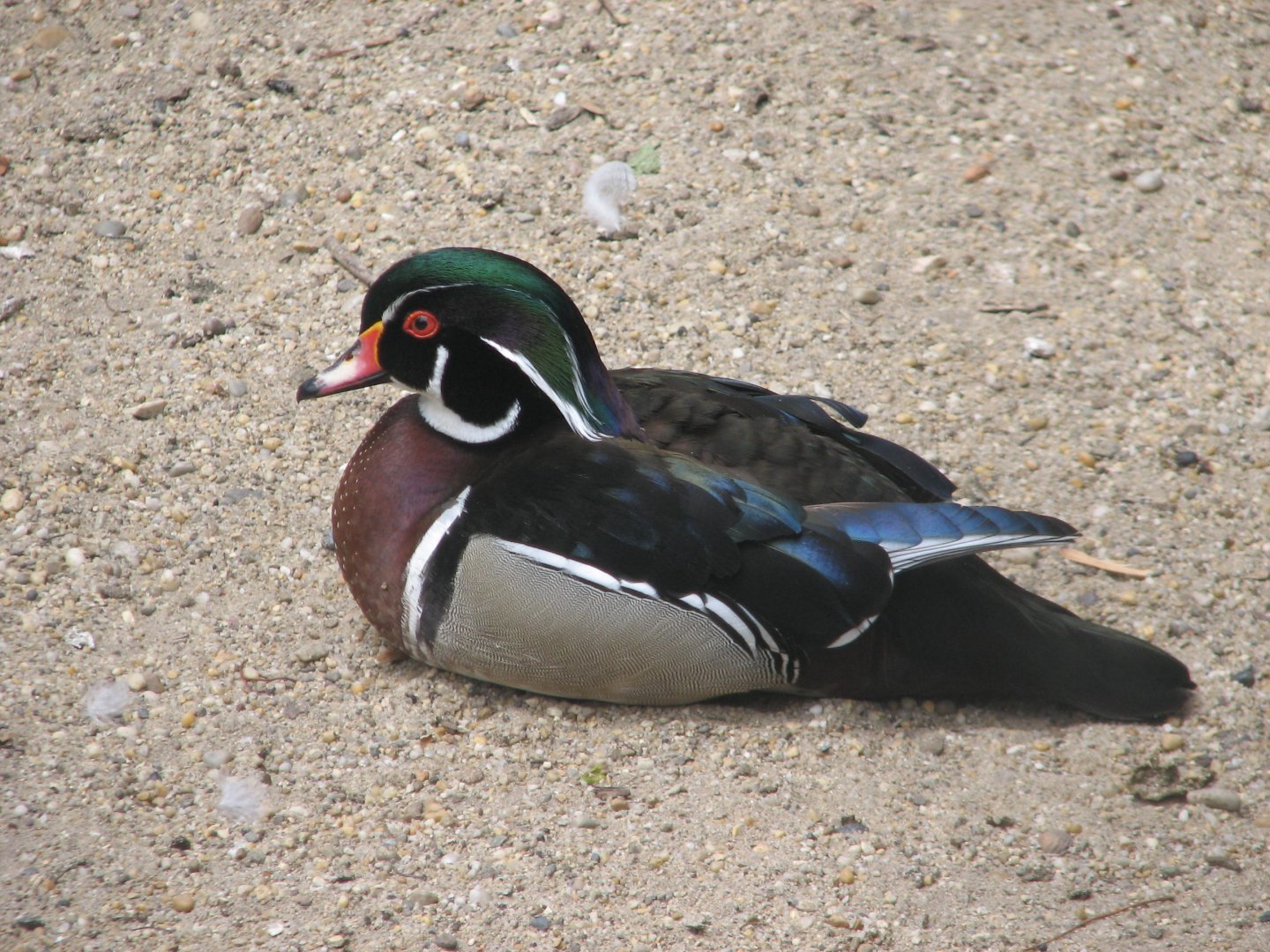 Margaret Island Mini Zoo, Budapest - Wood duck