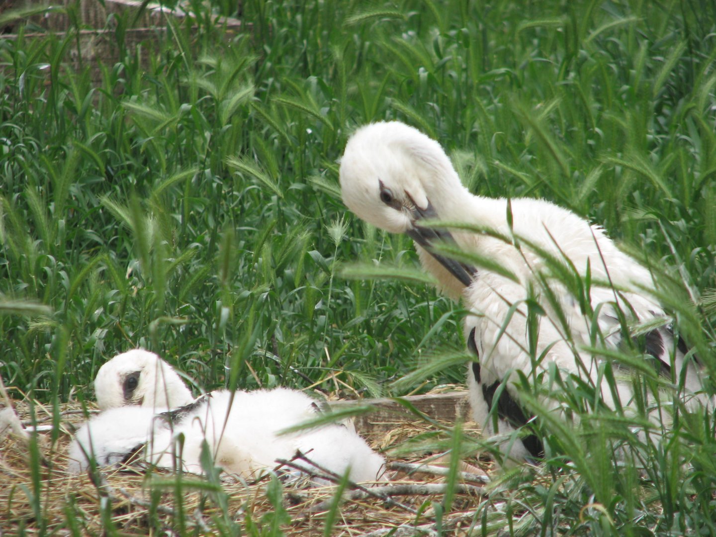 Margaret Island Mini Zoo, Budapest - young White storks