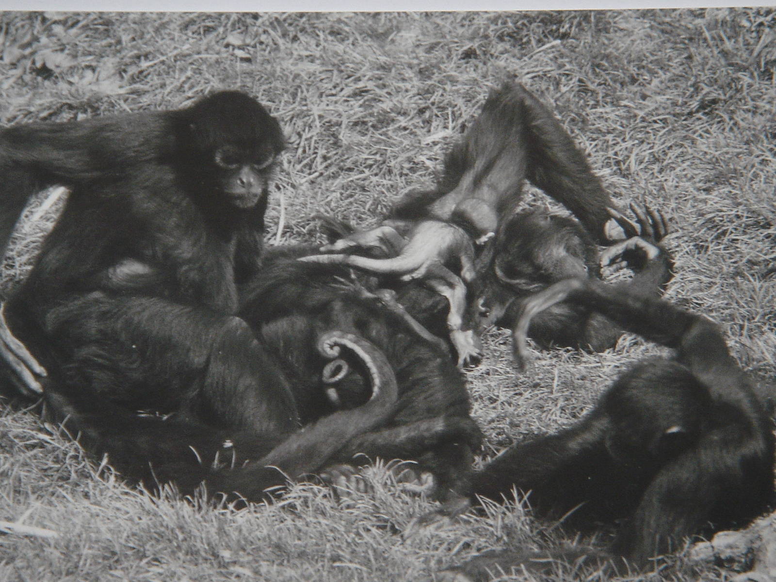 Margaret with TWO infants . 1992