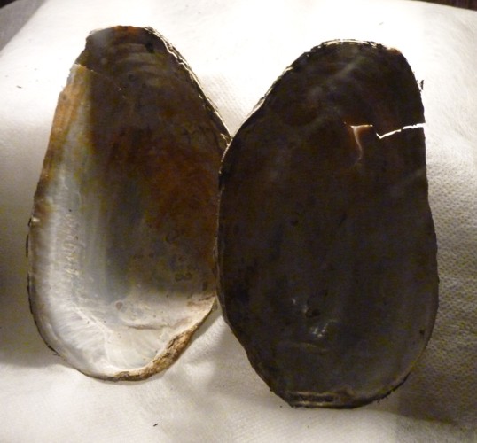 Margaritifera auricularia