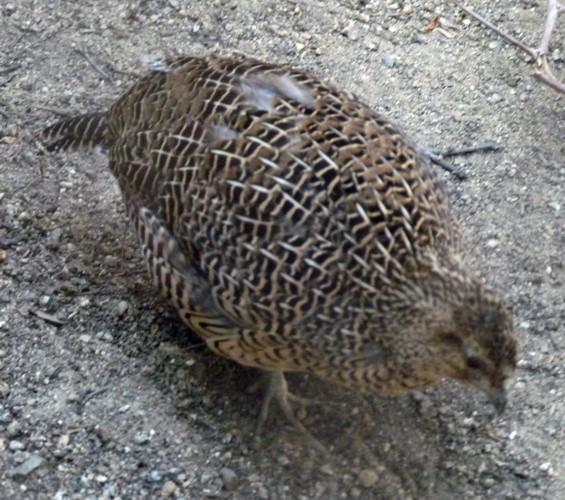 Margaroperdix madagarensis