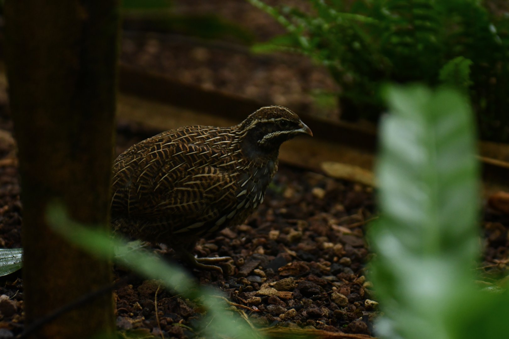 Margaroperdix madagarensis