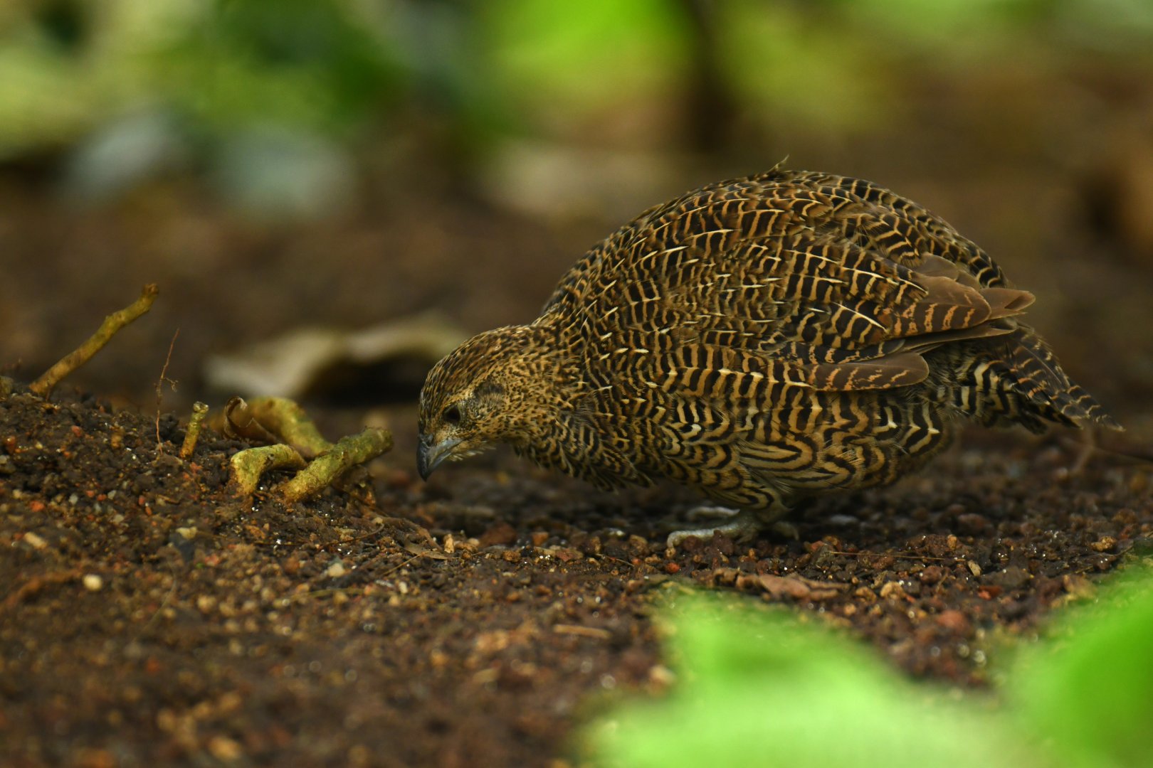 Margaroperdix madagarensis