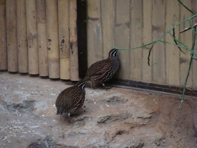 Margaroperdix madagascariensis