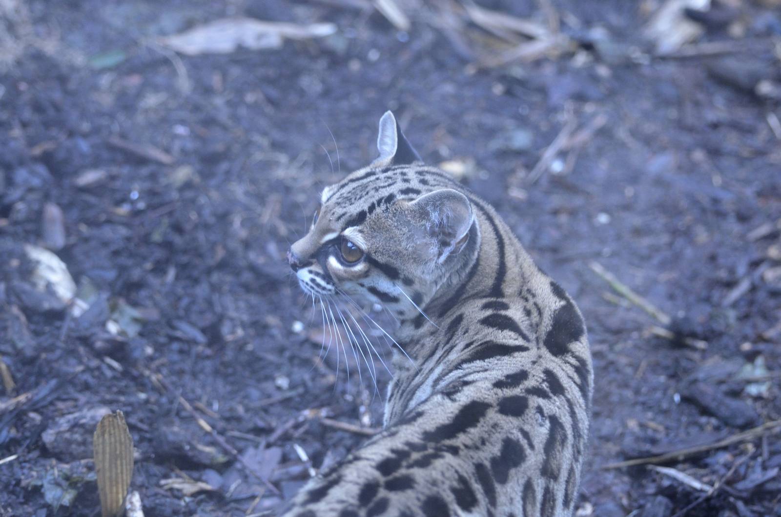 Margay 03/01/2015