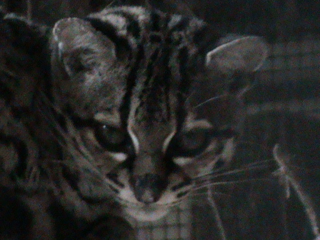 margay 061110