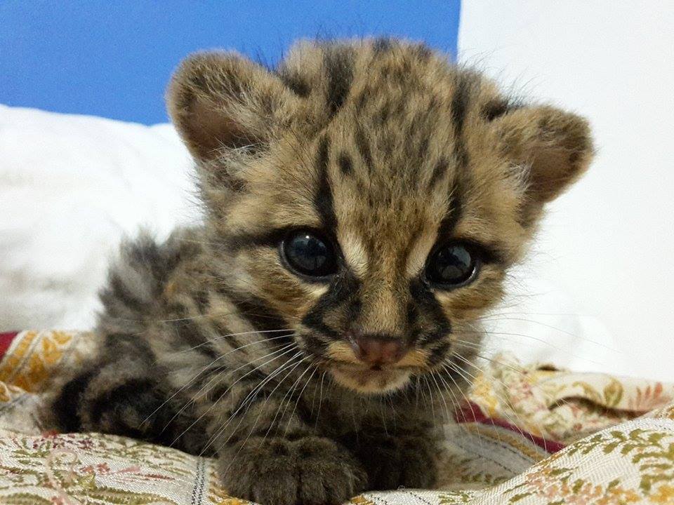 Margay, 1 month.