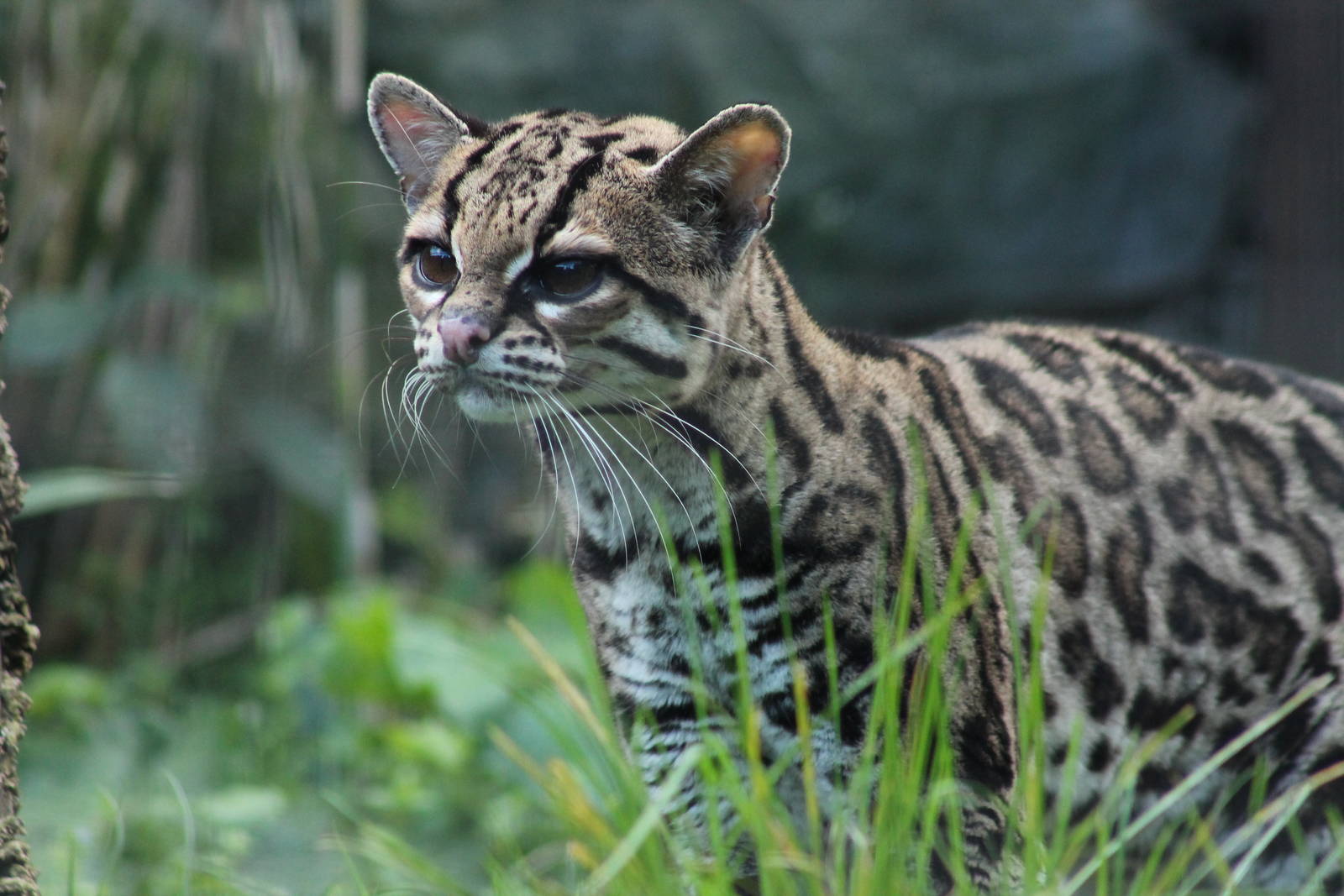 Margay - 14th April 2014