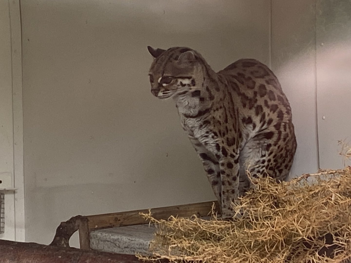 Margay 150522