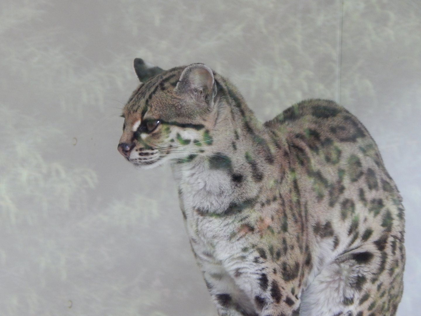 Margay 150522