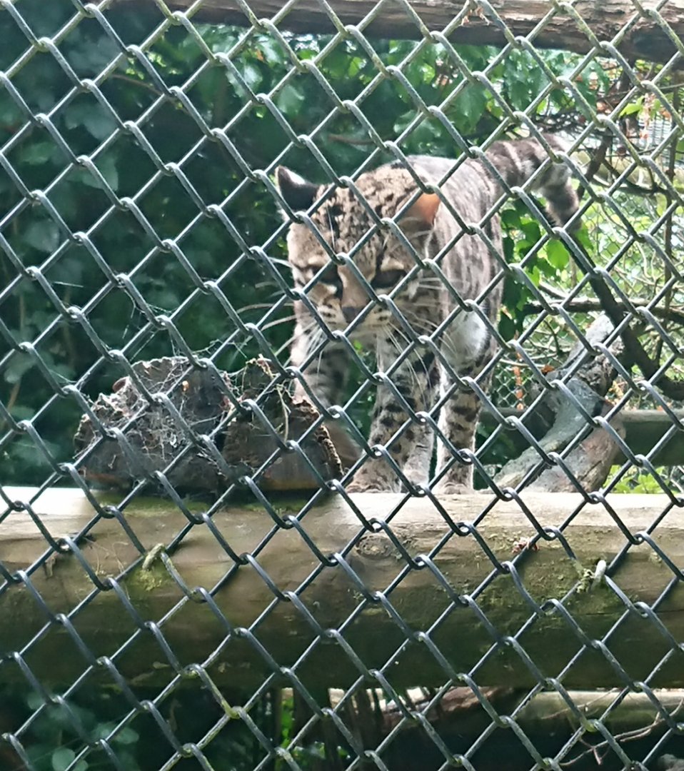 Margay 18/6/20