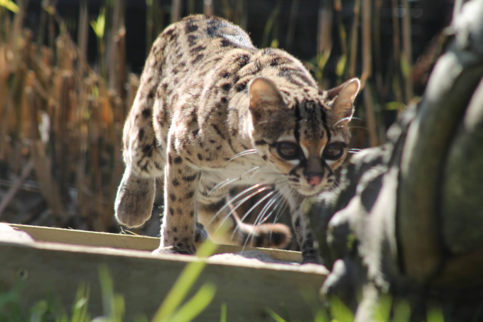 Margay - 4th April 2013