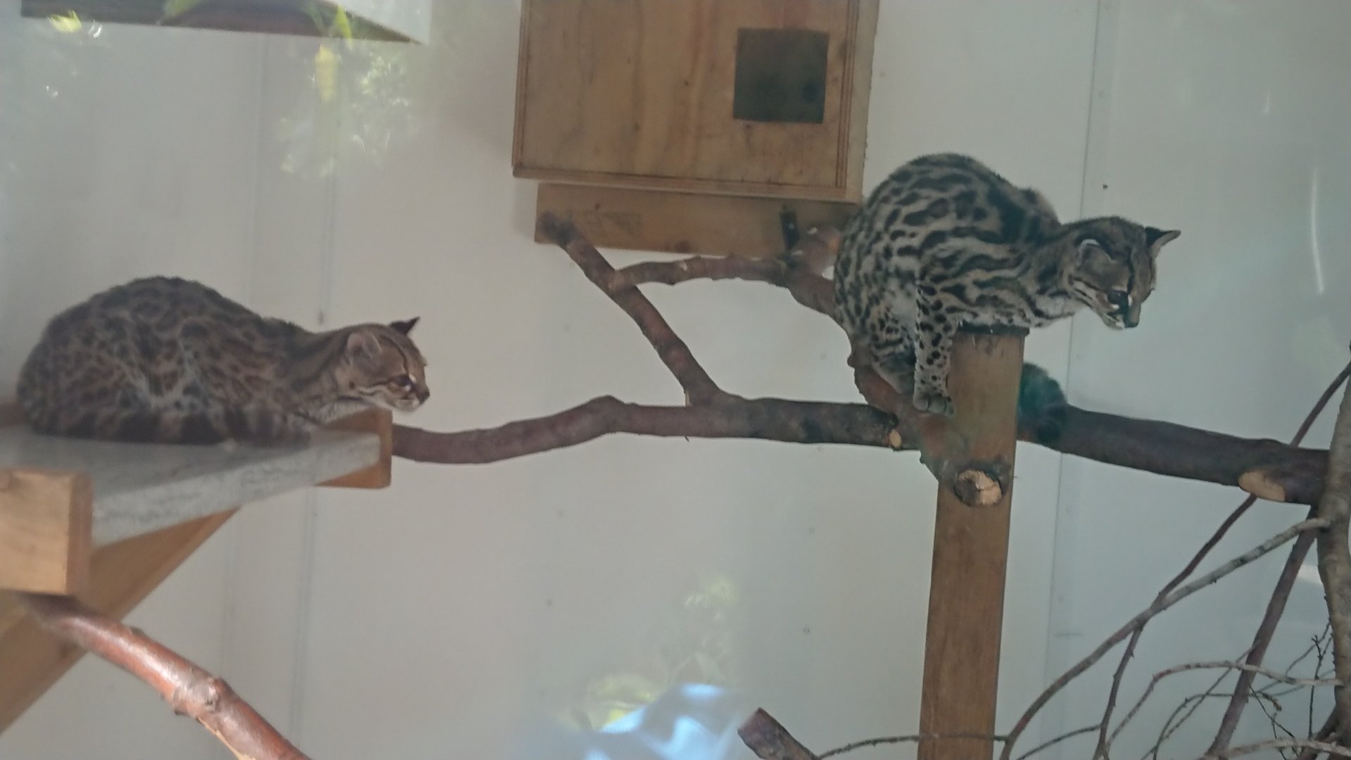 Margay 8/7/19