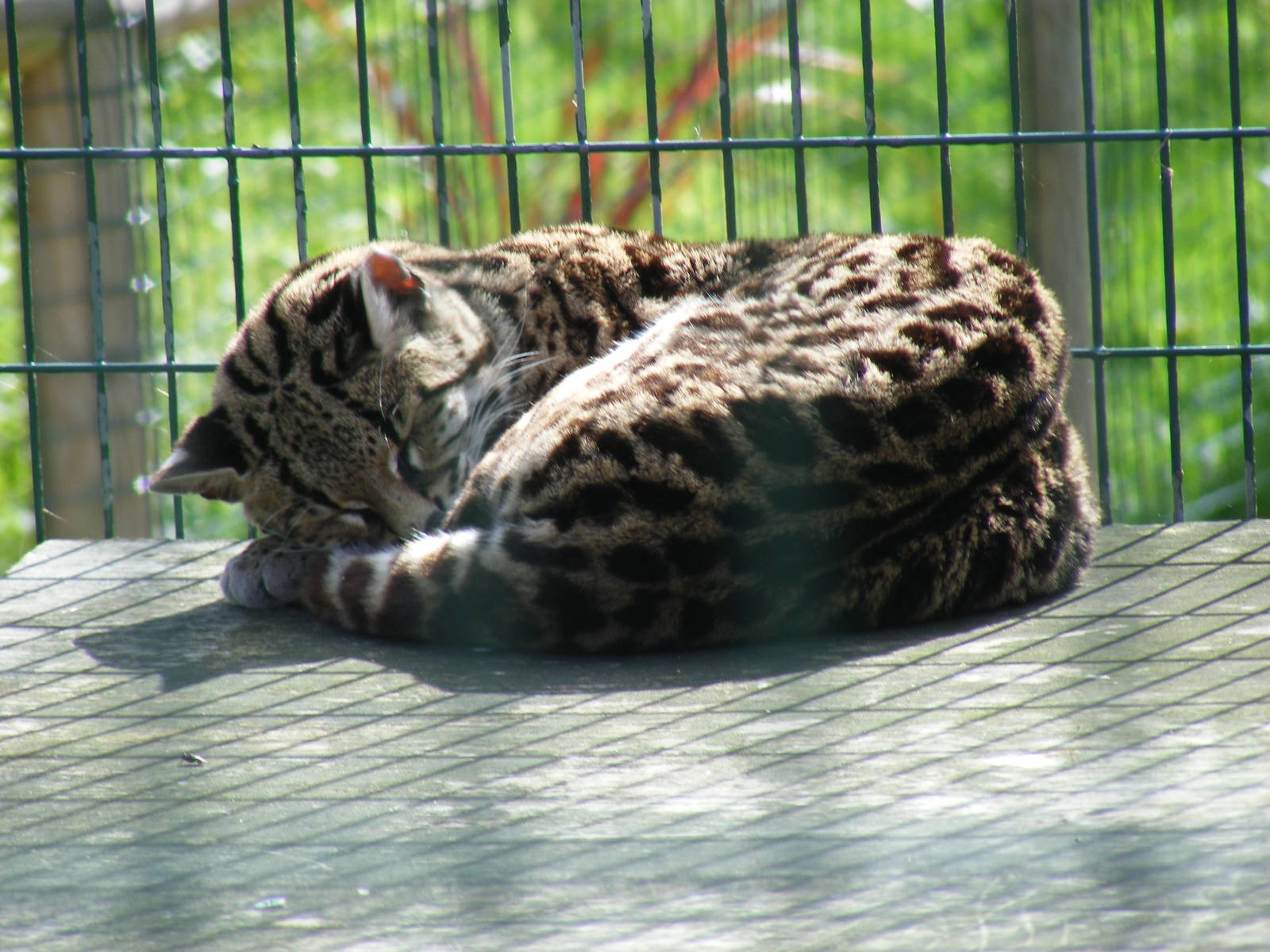 Margay at Amazona Zoo, 15 September 2010