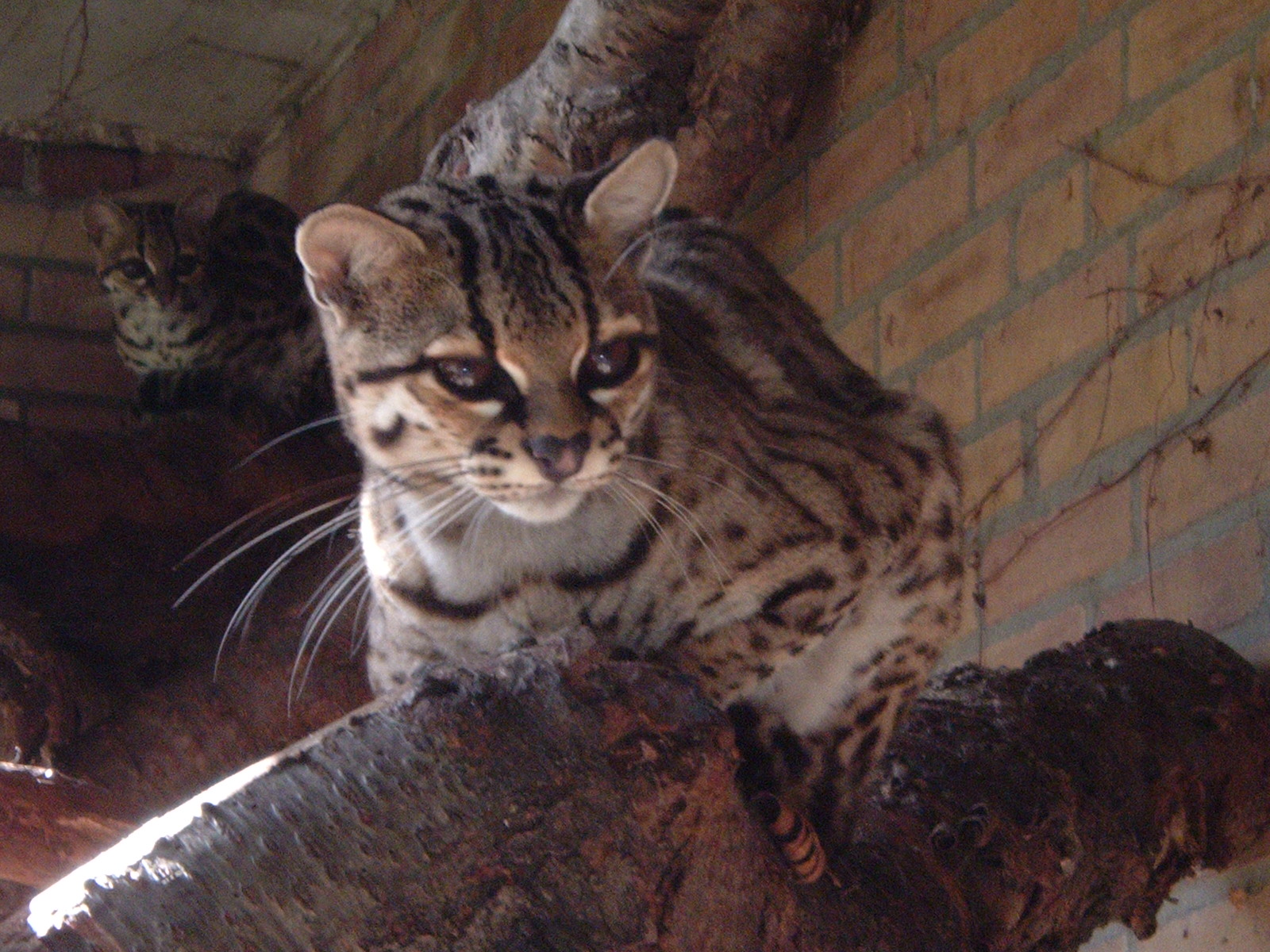 Margay? at Artis Zoo 2006