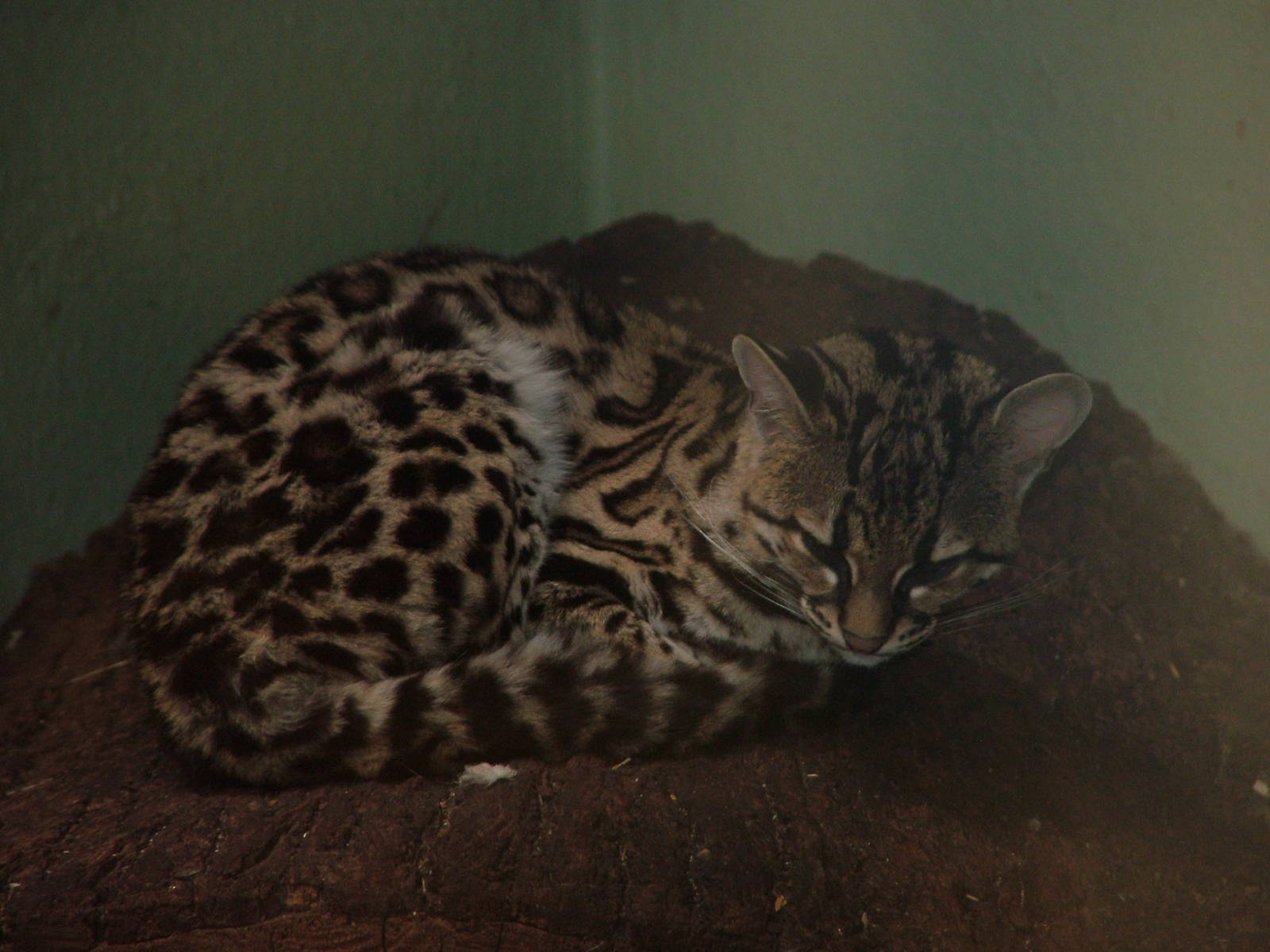 Margay at Jihlava, 31/05/10