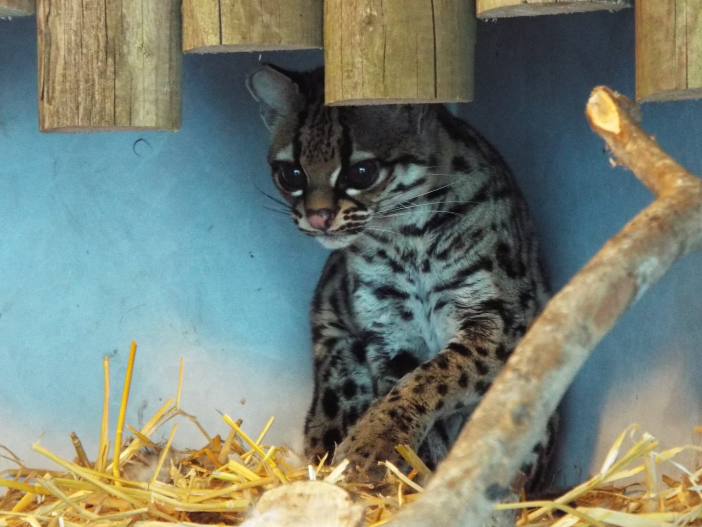 Margay, Banham Zoological Gardens