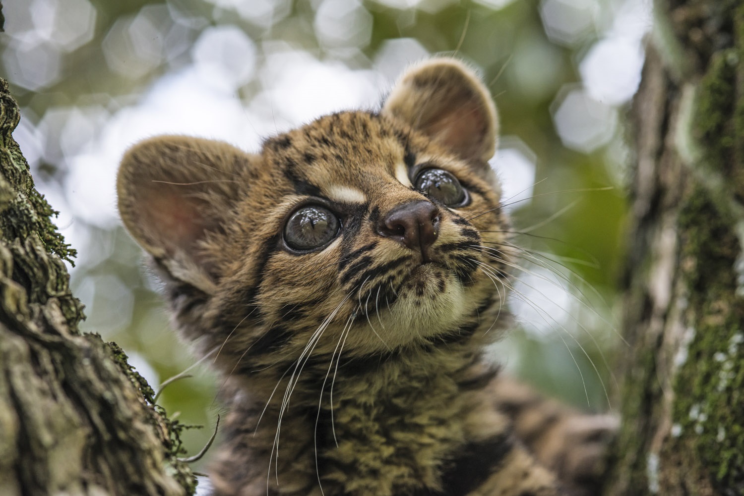 Margay born in Bioparque, Nov. 1, 2014.