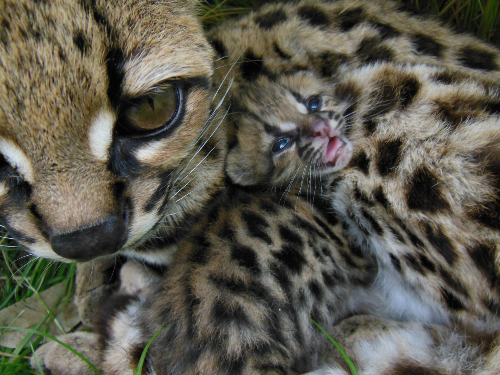 Margay born