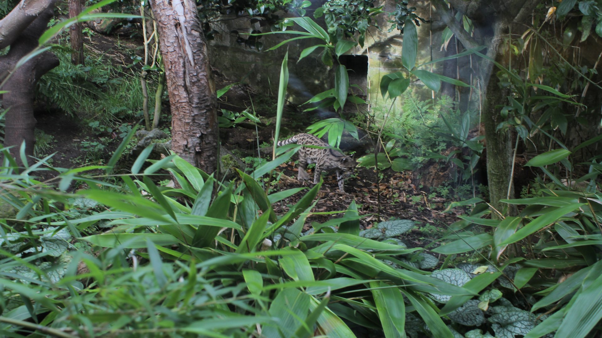 Margay Cat Edinburgh Zoo