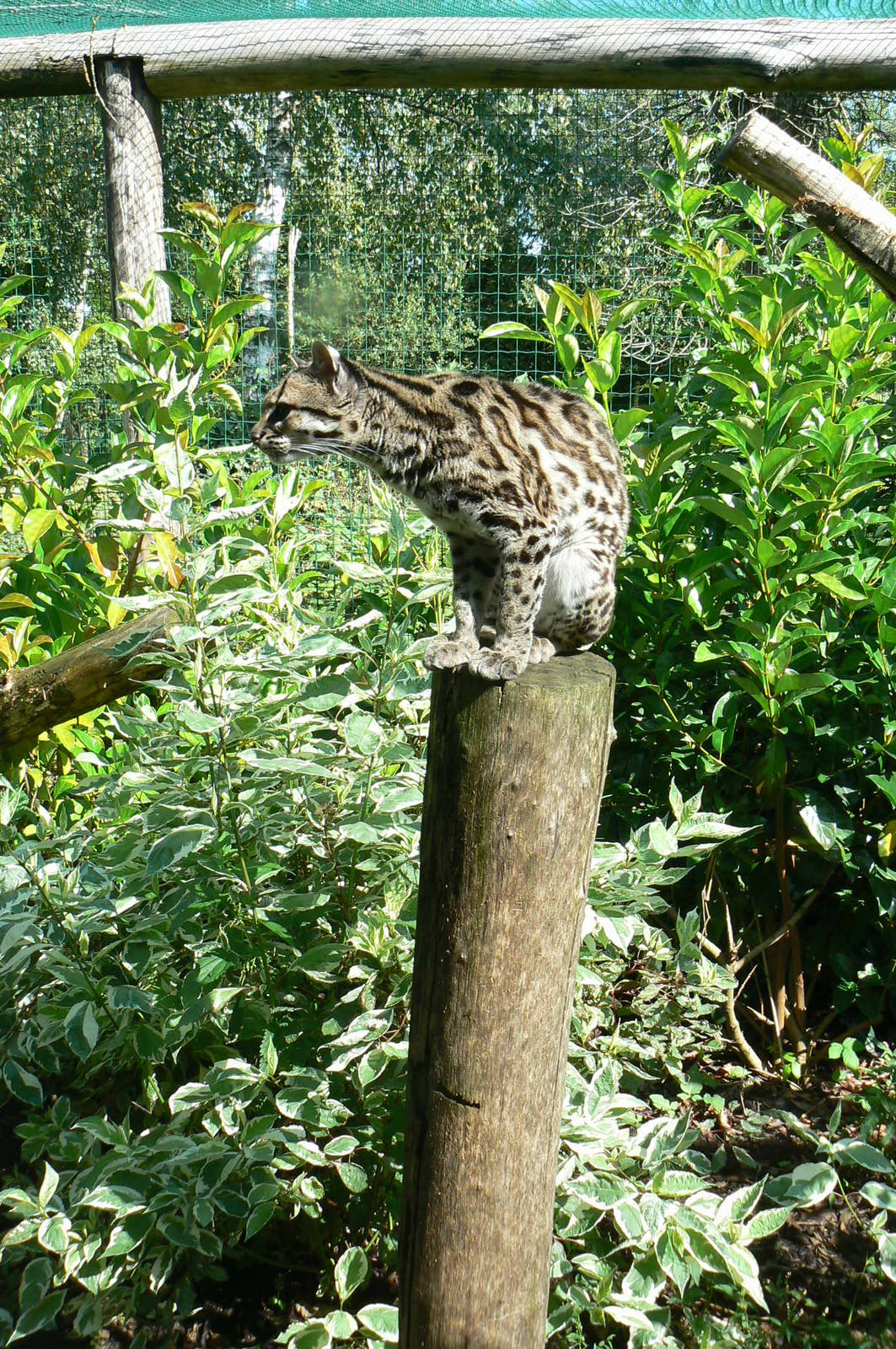 Margay cat