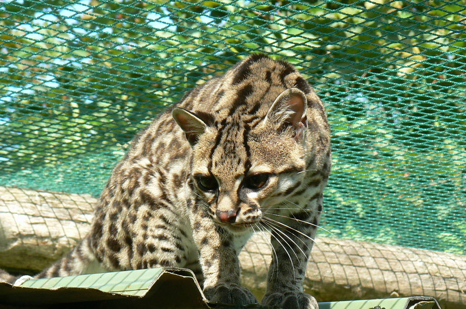 Margay cat