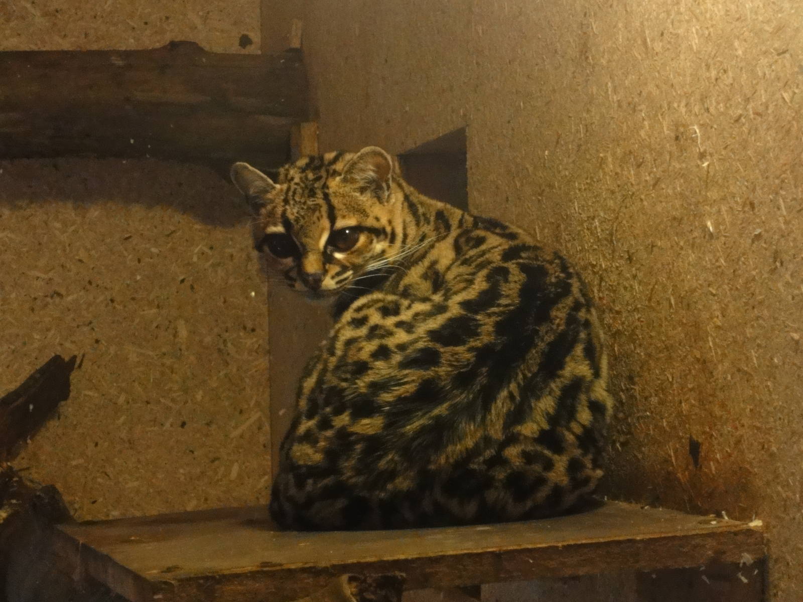 margay cat