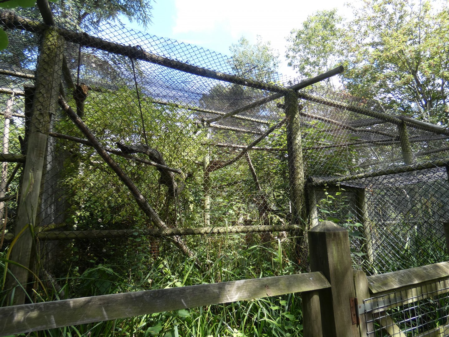 Margay enclosure