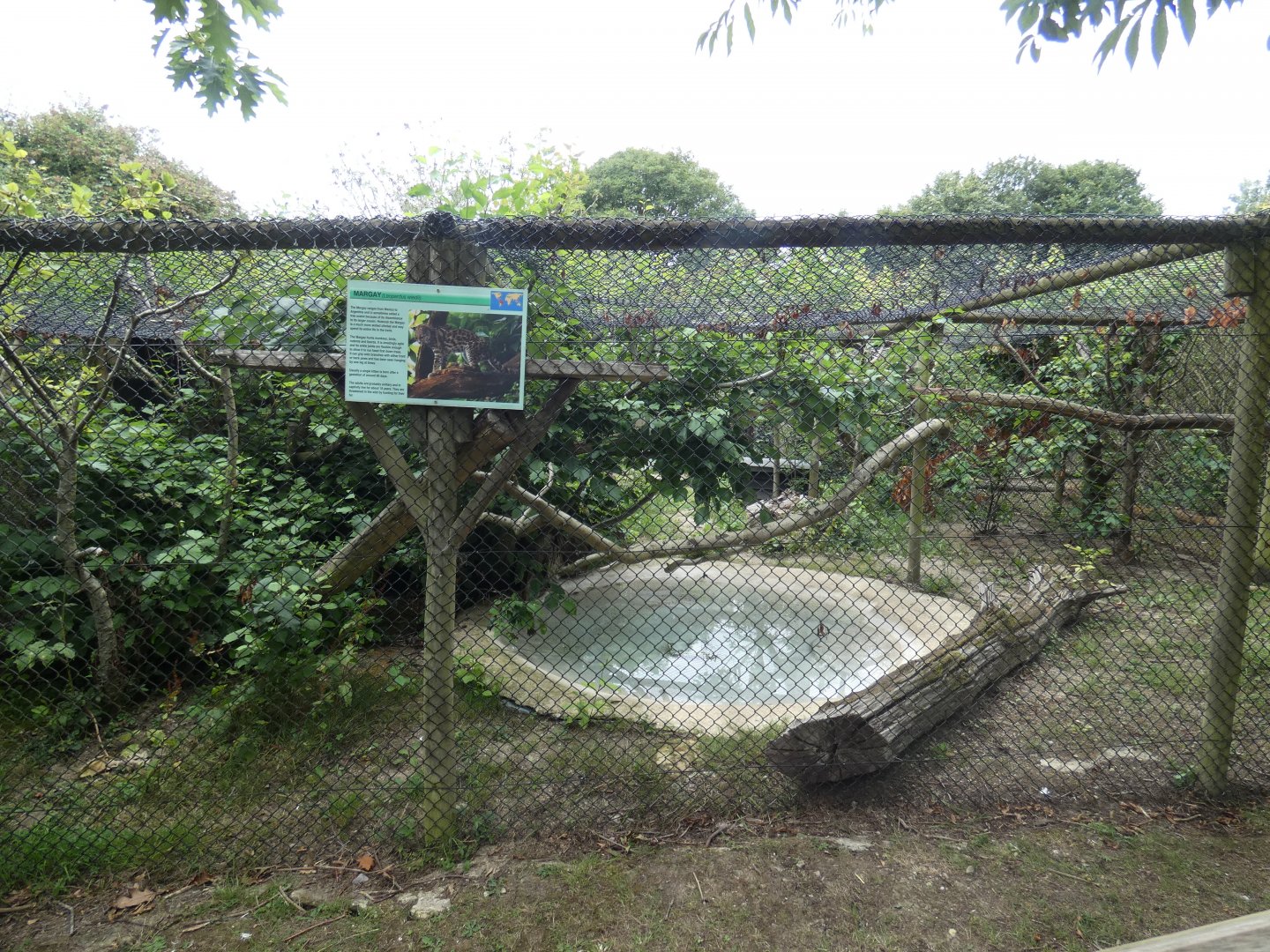 Margay enclosure
