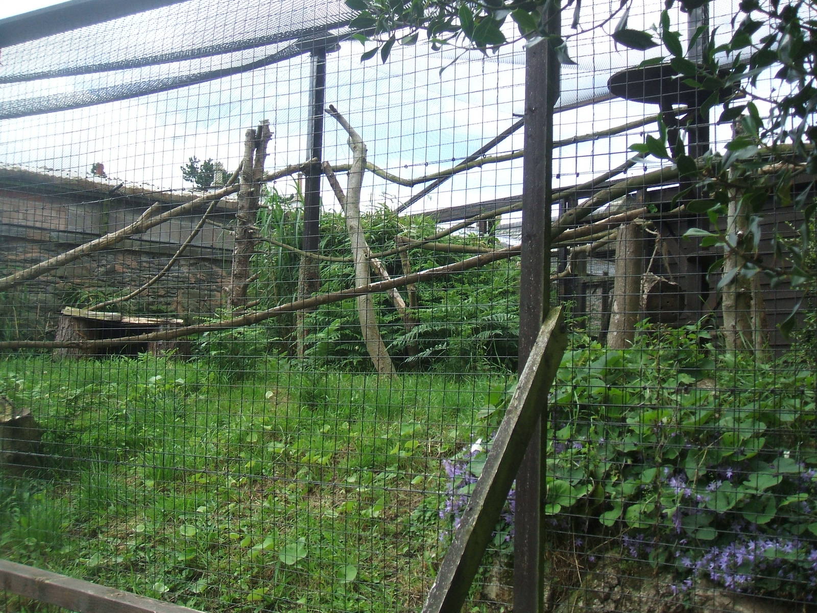 Margay enclosure