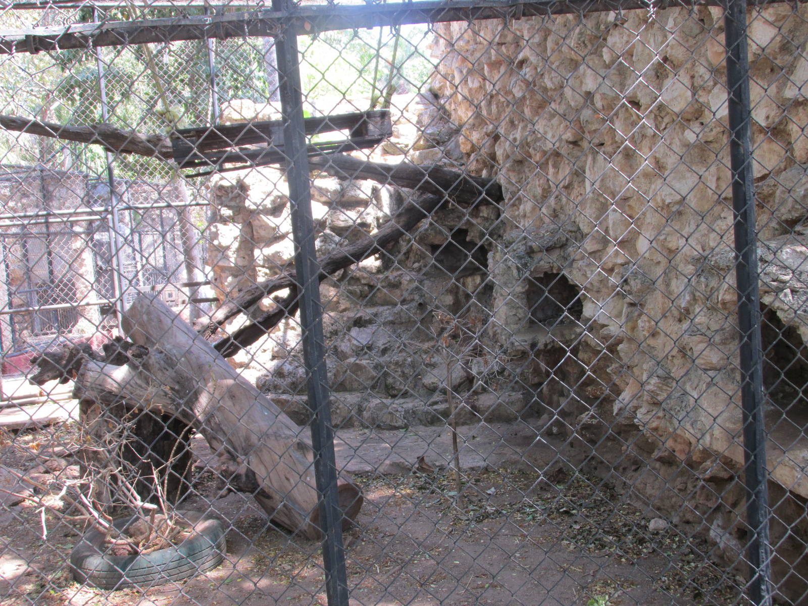 margay exhibit centenario zoo