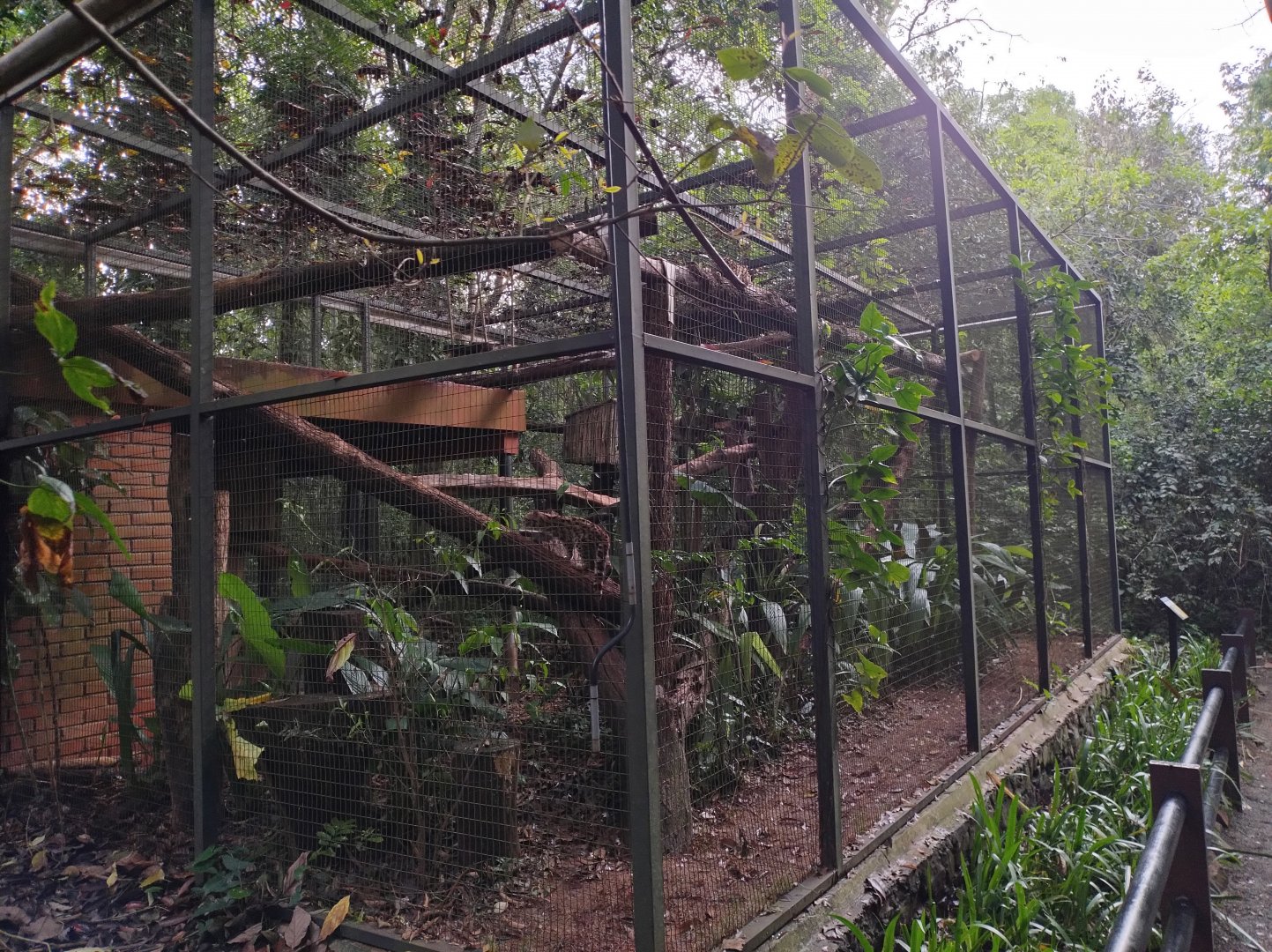 Margay exhibit - RBBV (ZRRL)