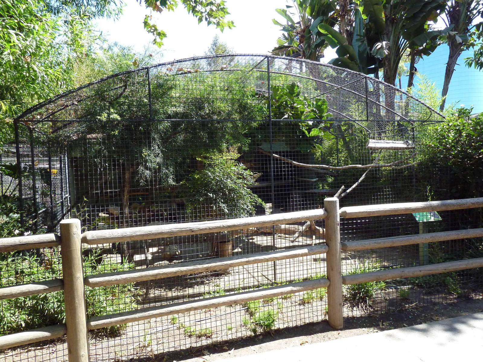 Margay Exhibit