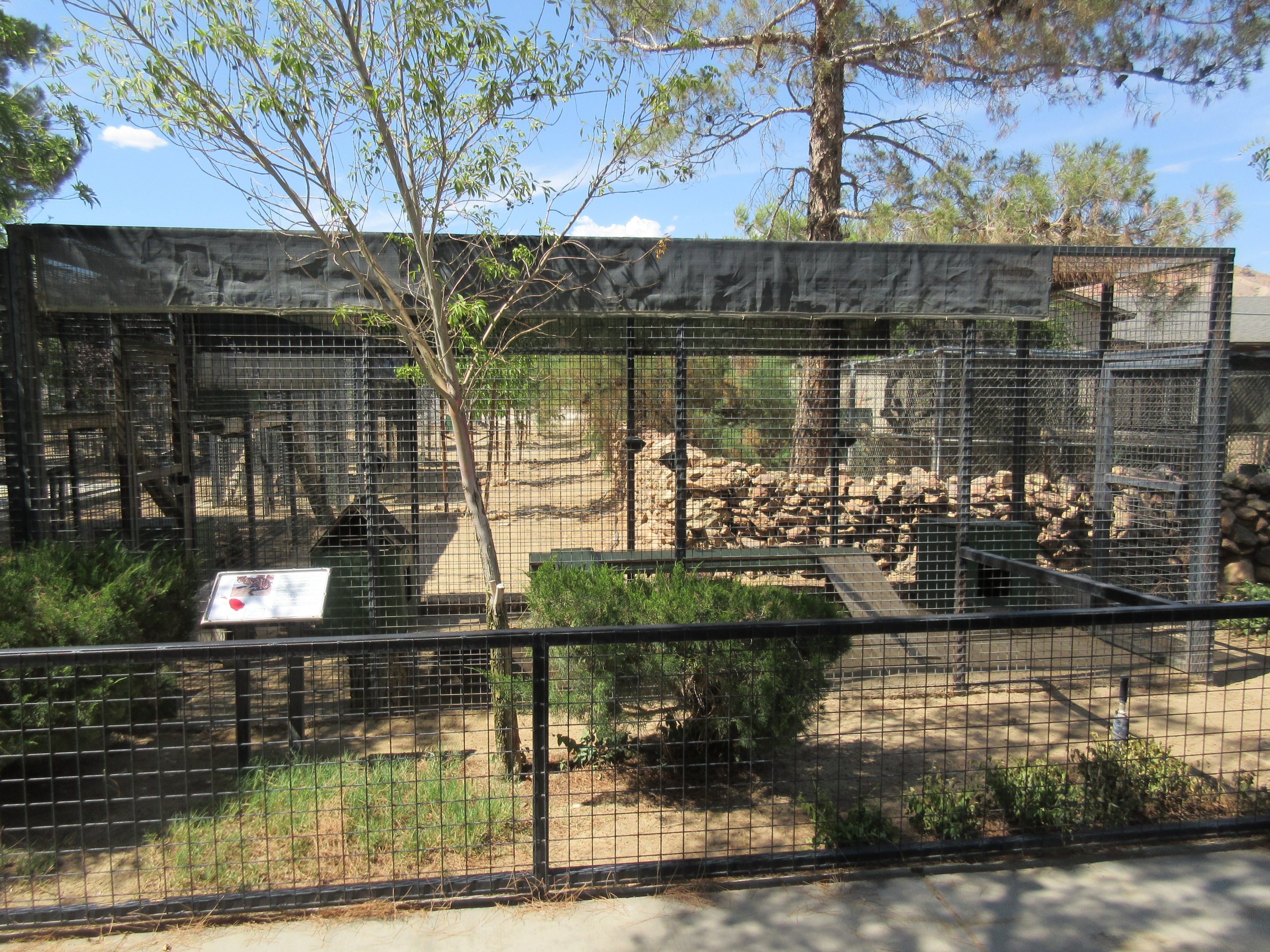 Margay Exhibit