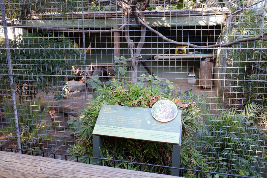 margay exhibit