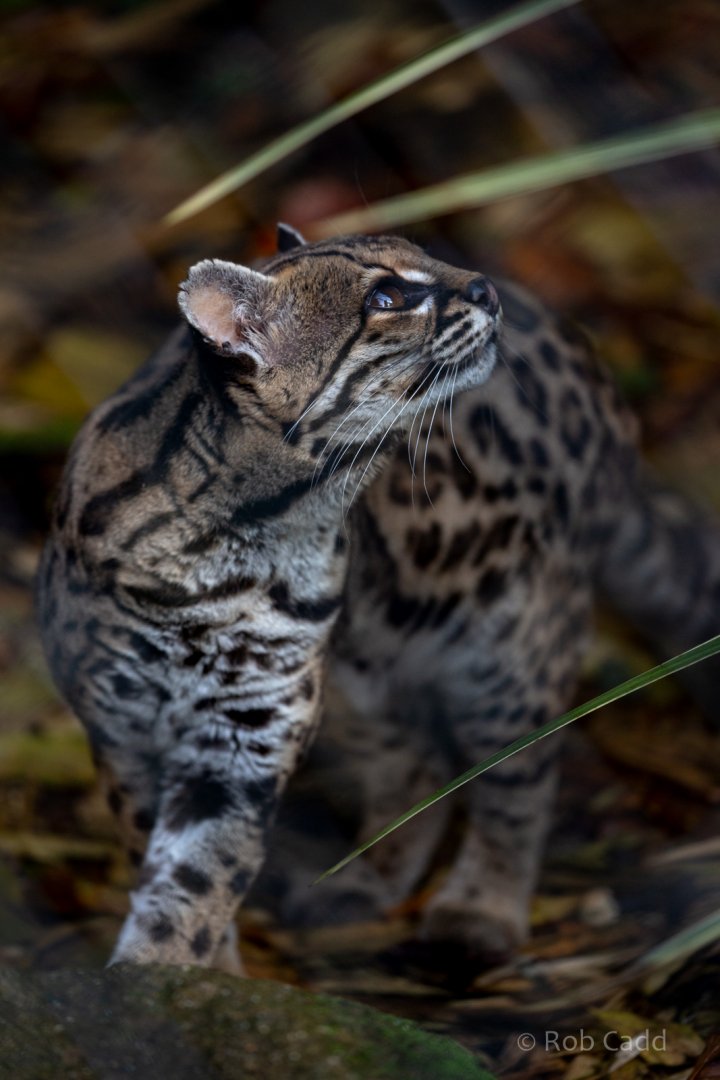 Margay : Exmoor Zoo : 16 Sep 2020
